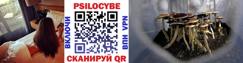MEGA как войти  где купить наркоту  Темников  Галлюциногенные грибы Psilocybine cubensis 